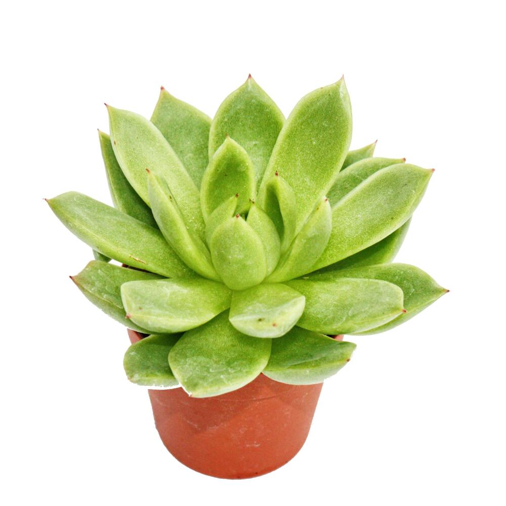 Kleine grüne Echeveria agavoides im 5,5-cm-Kulturtopf