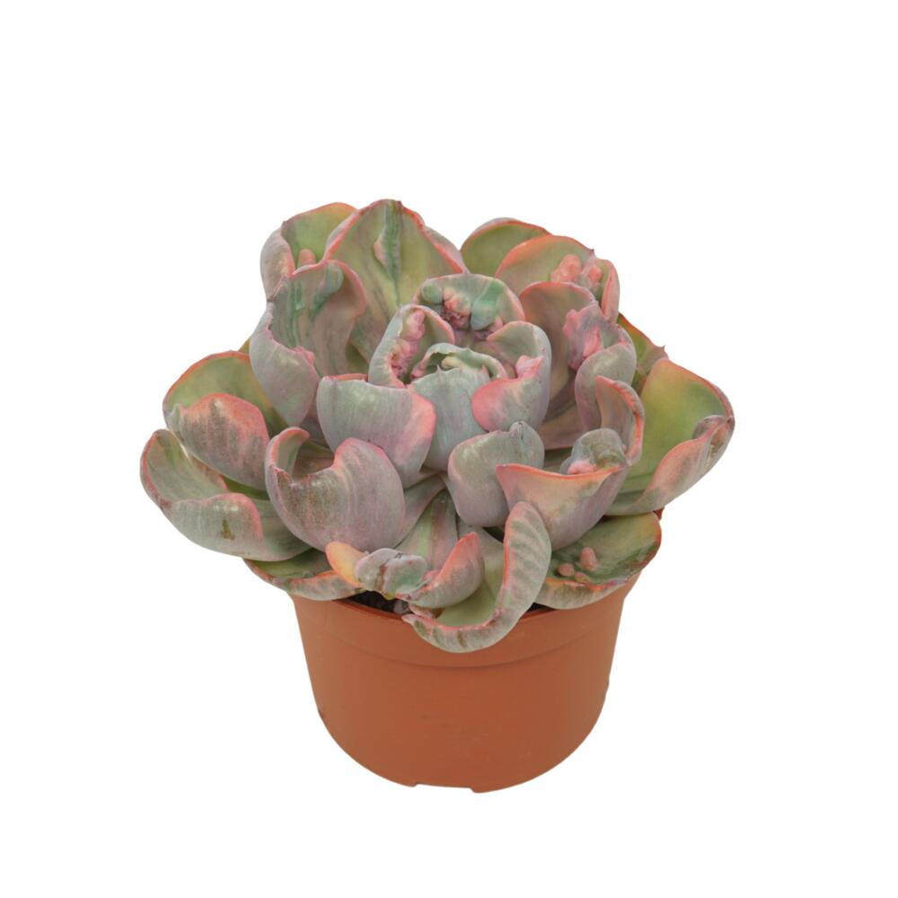 Original-Shopaufnahme: Buntes Rosetten-Dickblatt - Echeveria "Cleopatra" - RARITÄT - Pflegeleichte Sukkulente - 10,5cm Topf