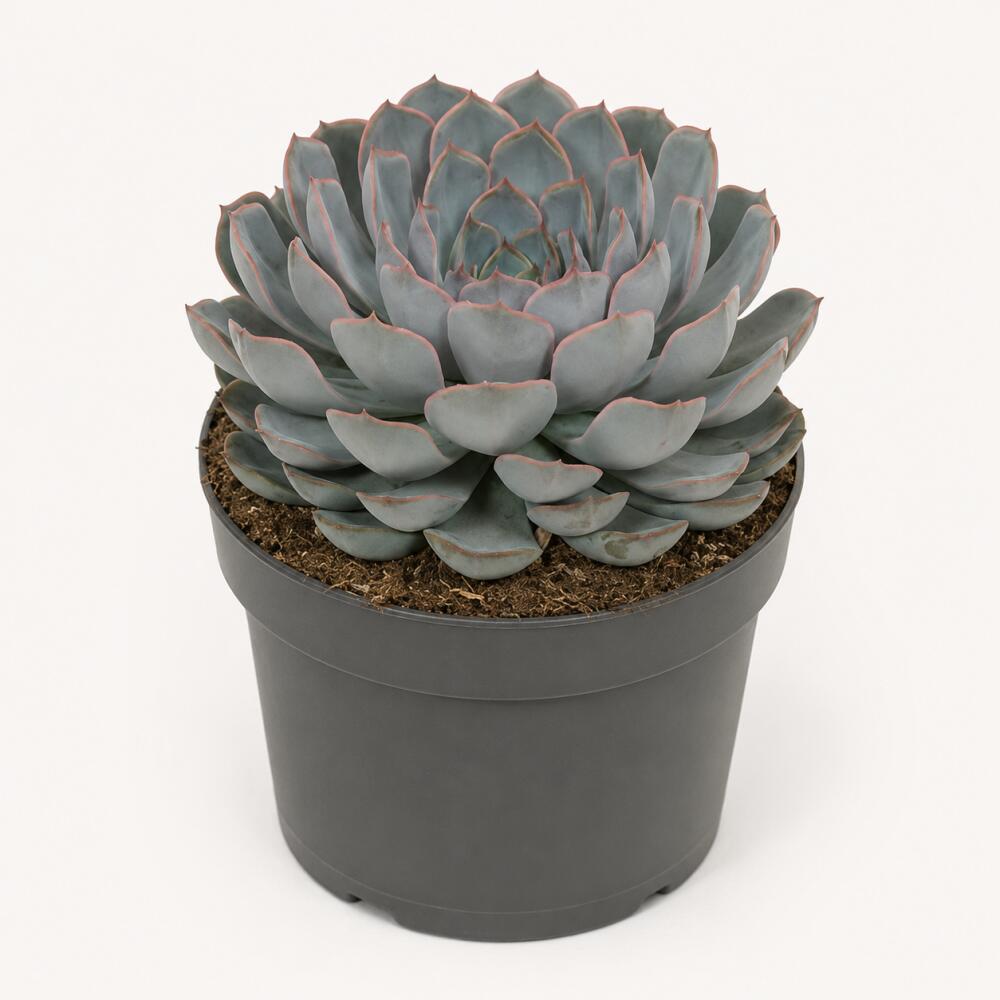 Echeverie Orion – Original-Shopansicht 1