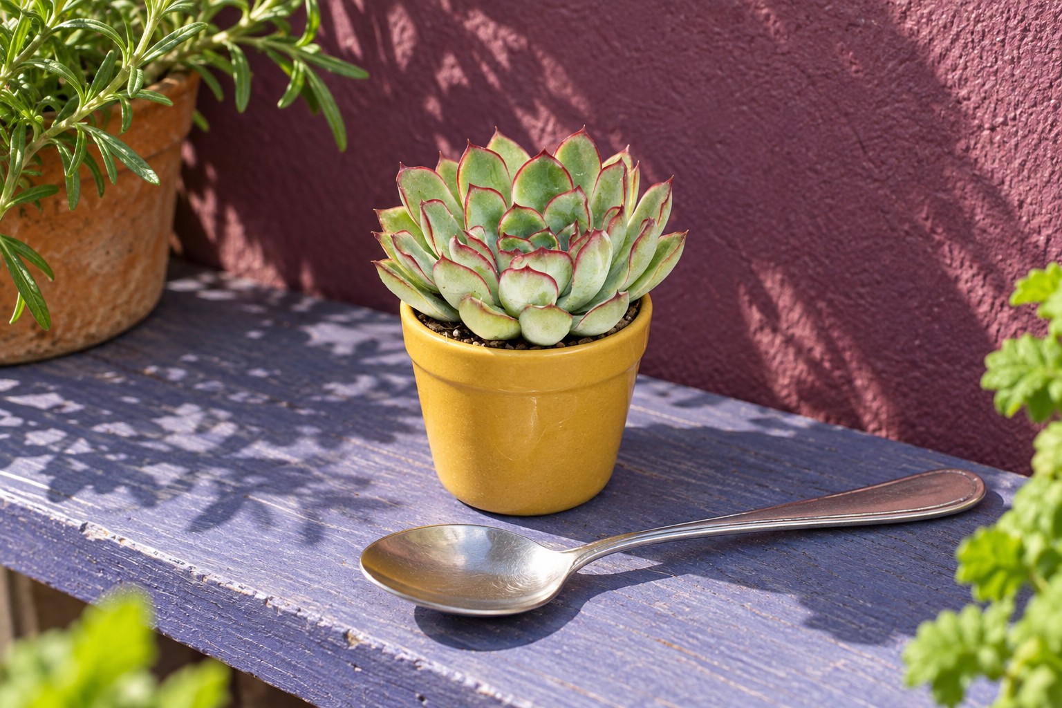 Echeveria pulidonis in einer KI-gestalteten Szene nach dem Original-Shopbild