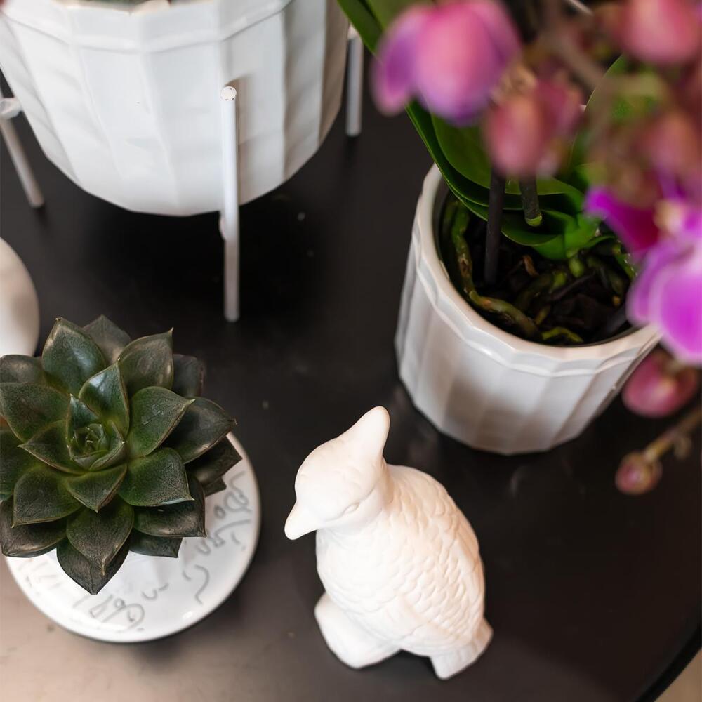 Original-Shopaufnahme: Kolibri Greens - Grünpflanze - Sukkulente Echeveria Purpusorum - Topfgröße 9cm - grüne Zimmerpflanze