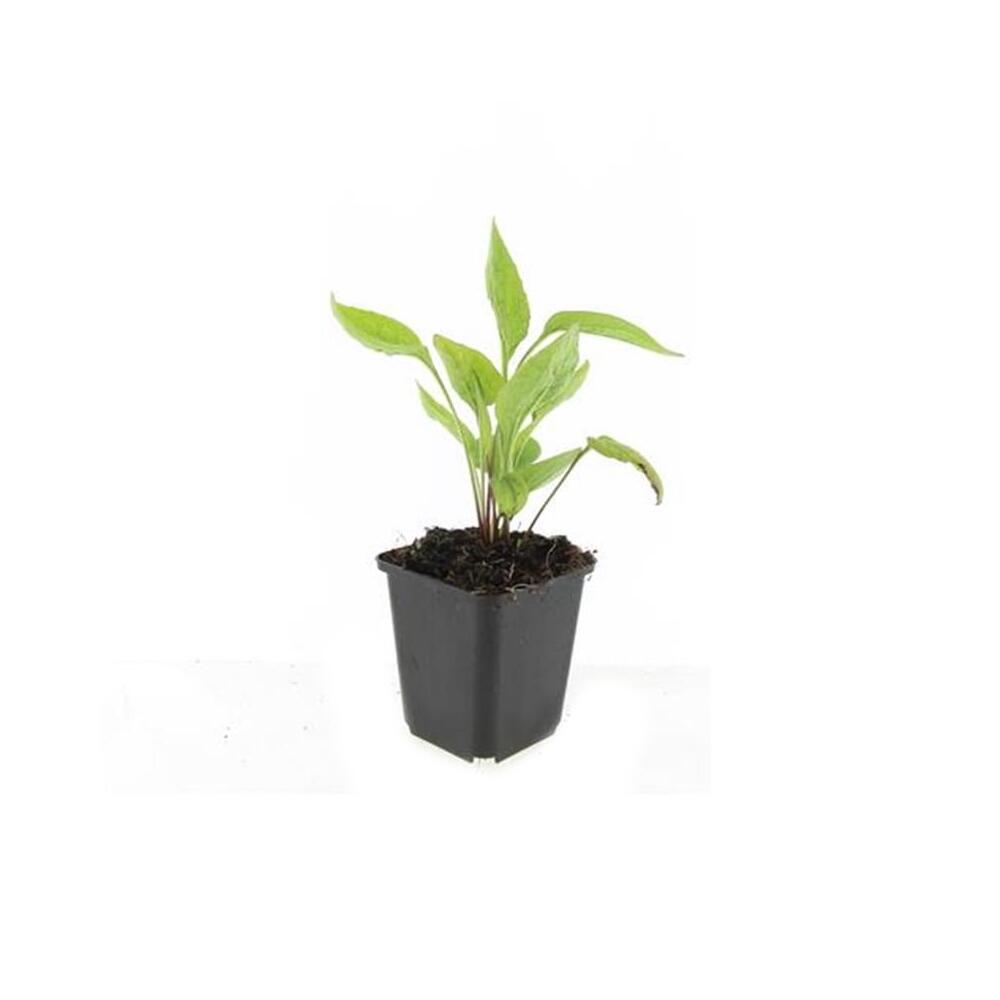 Unveränderte Original-Shopaufnahme: Zierstaude - Sonnenhut - Echinacea purpurea 'White Swan' - 9cm Topf
