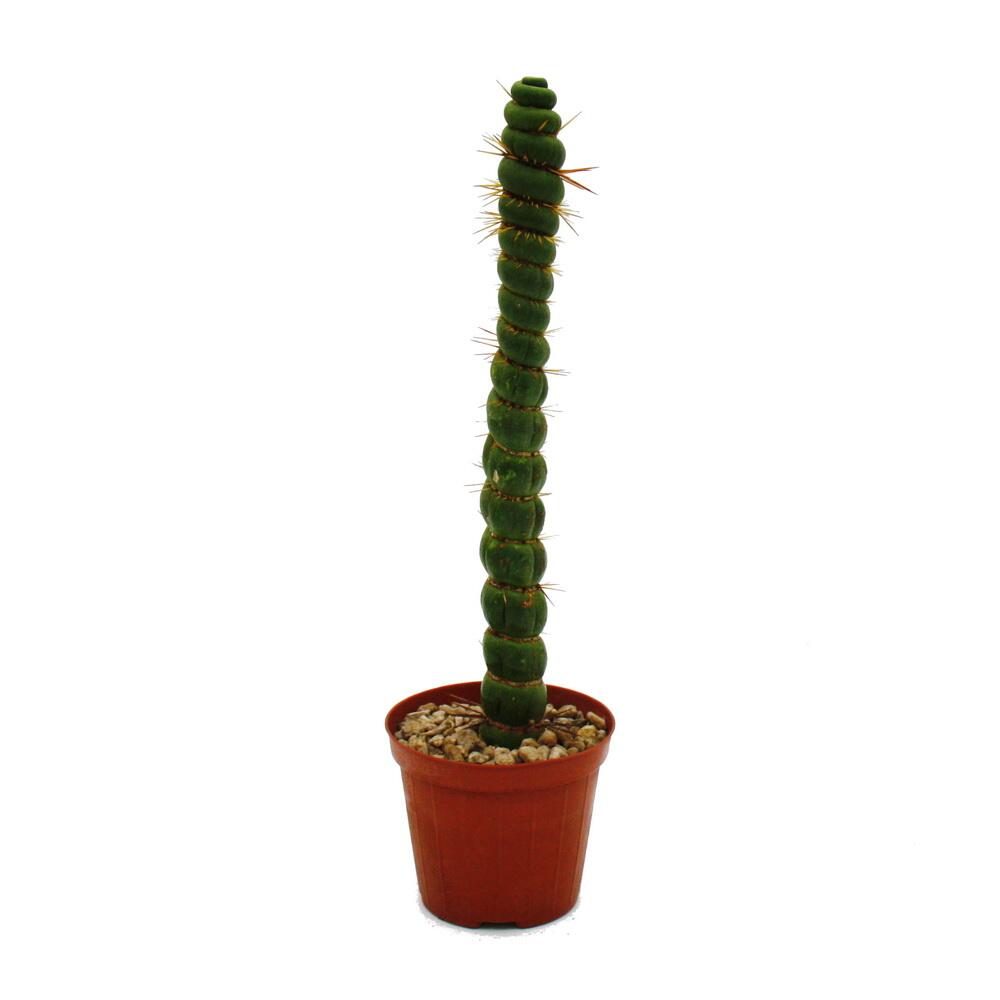Original-Shopaufnahme: Ausgefallener Kaktus Eulychnia castanea spiralis Die stachelige Wendeltreppe Rarität 8,5cm Topf