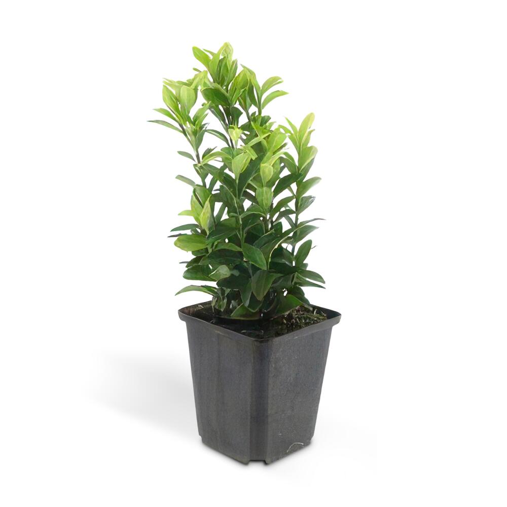 Japanischer Spindelstrauch Green Spire auf unveränderter sauberer Original-Shopansicht