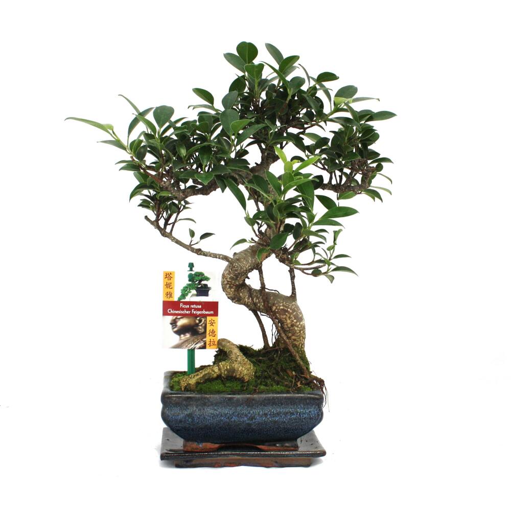 Chinesischer Feigenbaum als Bonsai – Original-Shopansicht 1