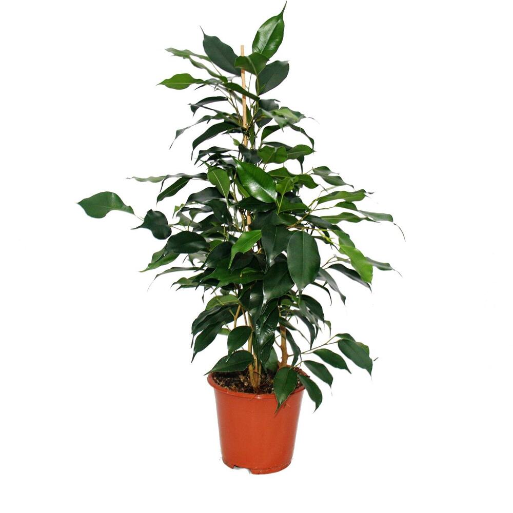 Original-Shopaufnahme: Ficus benjamini "Danielle", Birkenfeige 14cm