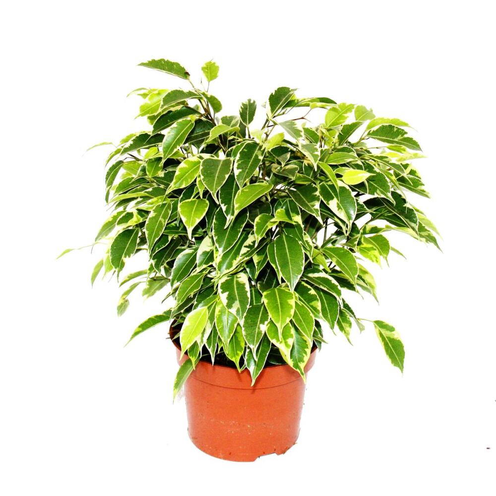 Original-Shopaufnahme: Buschige Birkenfeige - Ficus benjamini "Kinky" - weißbuntes Laub - 12cm Topf