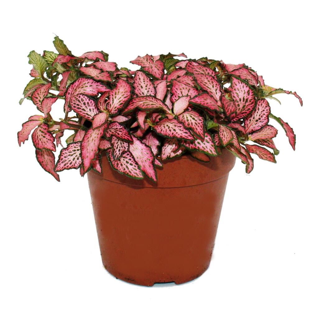 Unveränderte saubere Originalansicht von Forest Flame Pink mit kleinen spitzen gewellten rosa und grünen Blättern