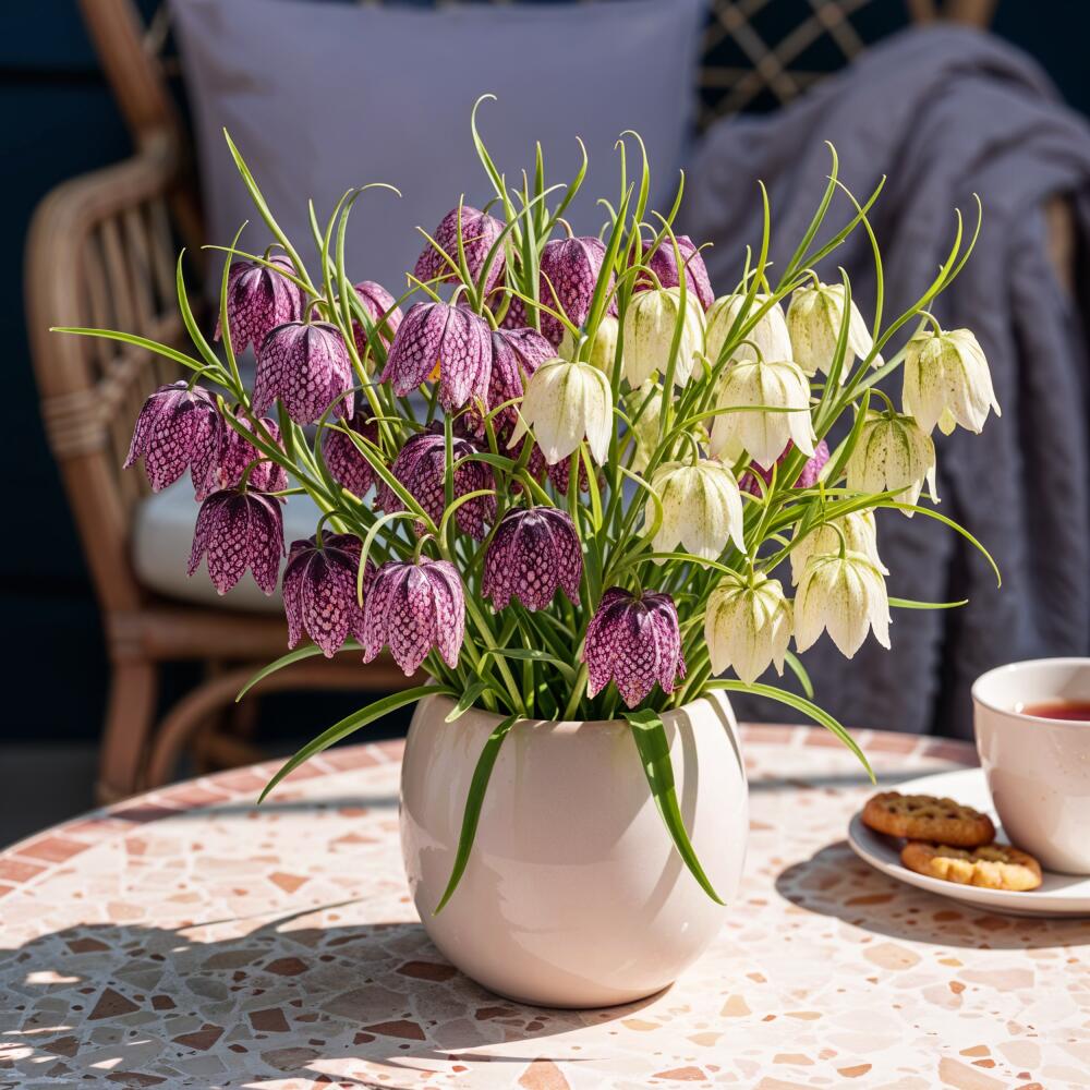 Original-Shopaufnahme: Exotenherz Blumenzwiebeln - Schachbrettblume Fritillaria Meleagris Mix (30 Stück) Durchmesser 6-7cm