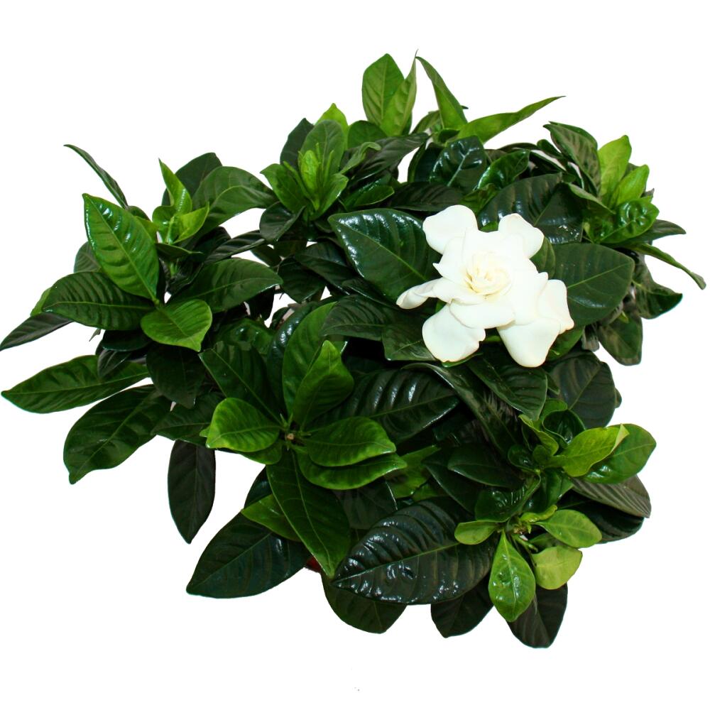 Gardenie – Original-Shopansicht 2