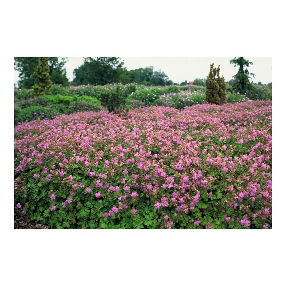 Originale kräftig rosa Cambridge-Blüten über gelapptem Laub