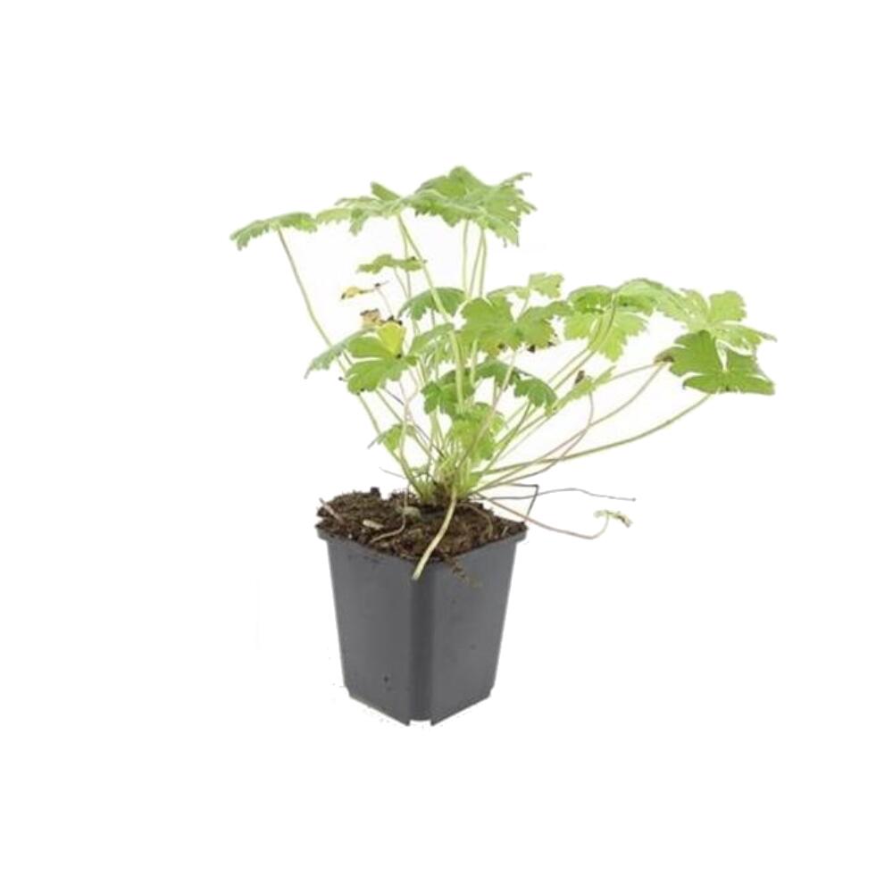 Werbefreies Original-Shopfoto einer jungen Tiny Monster im schwarzen 9-cm-Topf mit tief geteiltem Laub