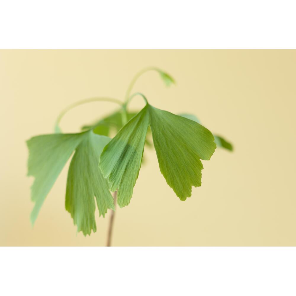 Grüne zweigeteilte Ginkgo-Fächerblätter mit feiner strahlenförmig verlaufender Nervatur aus der Nähe