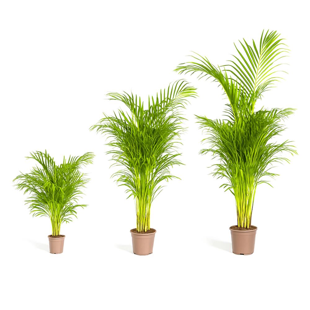 Goldfruchtpalme – Original-Shopansicht 1