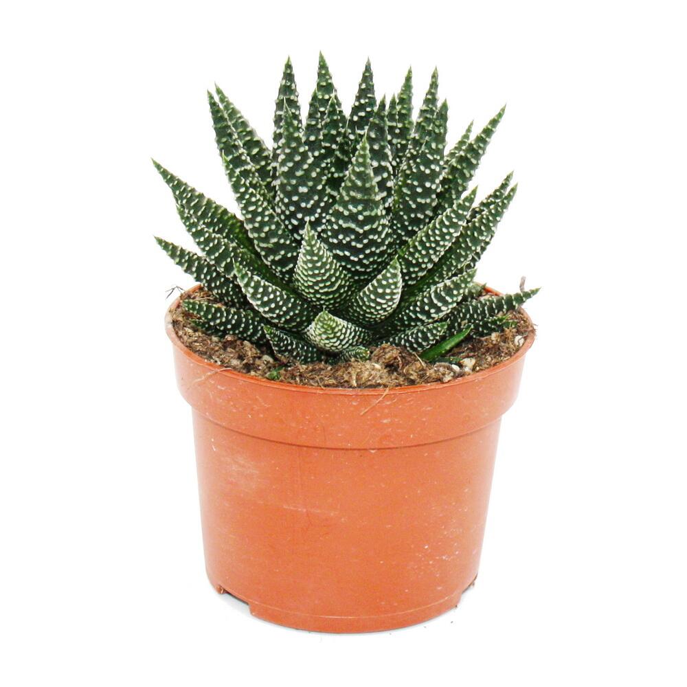 Original-Shopaufnahme: Haworthia Royal Albert - Royale Zebra-Haworthie - African Pearls - im 10,5cm Topf