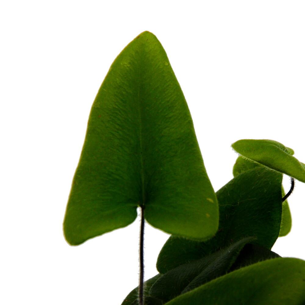 Original-Shopaufnahme: Mini-Pflanze Hemionitis arifolia Herzfarn Ideal für kleine Schalen und Gläser Baby-Plant im 5,5cm Topf