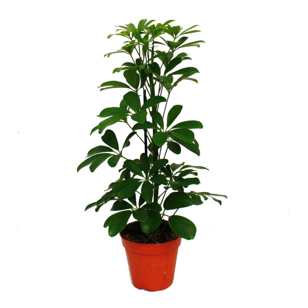 Unveränderte saubere Original-Shopaufnahme: Exotenherz Strahlenaralie Schefflera arboricola Nora grünlaubig 1 Pflanze pflegeleichte Zimmerpflanze luftreinigend- 12cm Topf