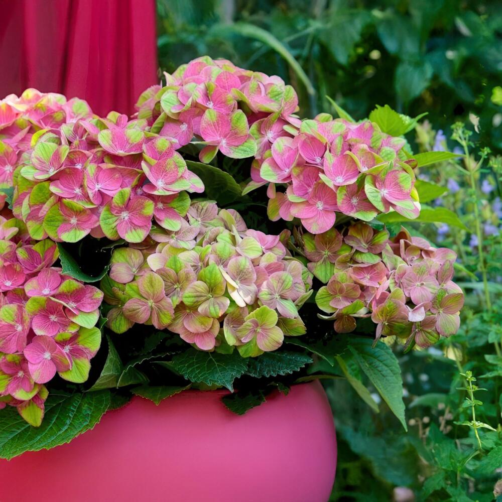 Hortensie Magical Greenfire in unveränderter Original-Shopansicht