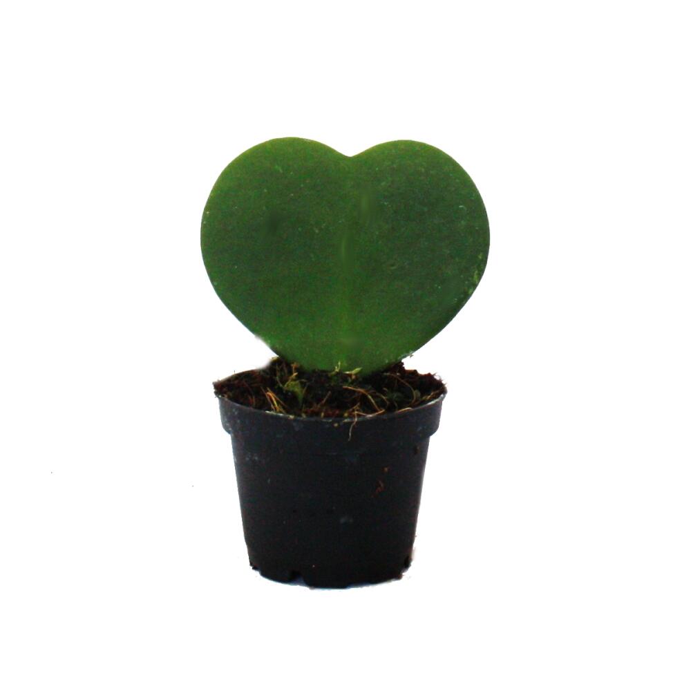 Herzblatt-Hoya – Original-Shopansicht 1