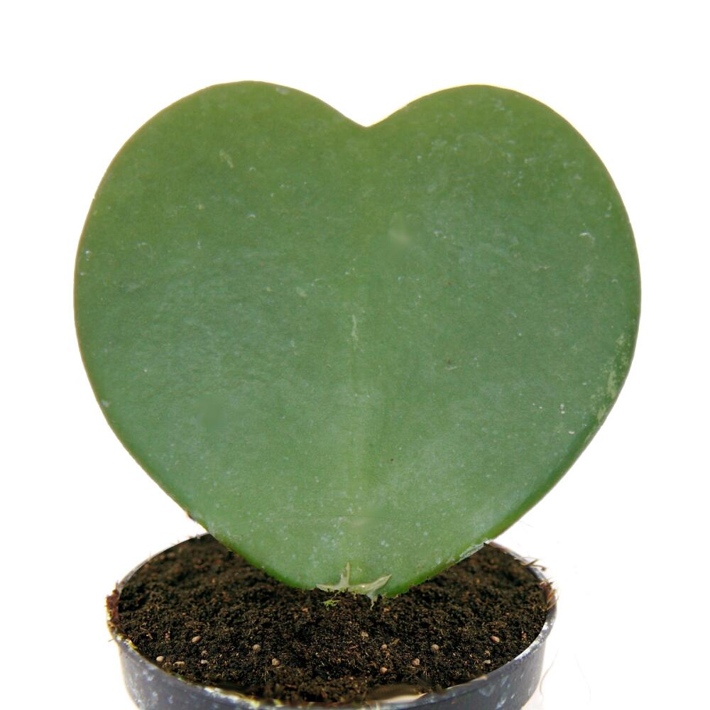 Herzblatt-Hoya – Original-Shopansicht 2