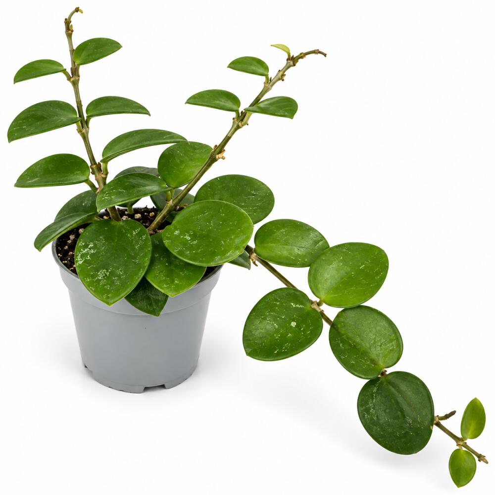 Original-Shopaufnahme: Hoya Mathilde Splash - Hoya - Mini Plant 6cm approx. 8-10cm high