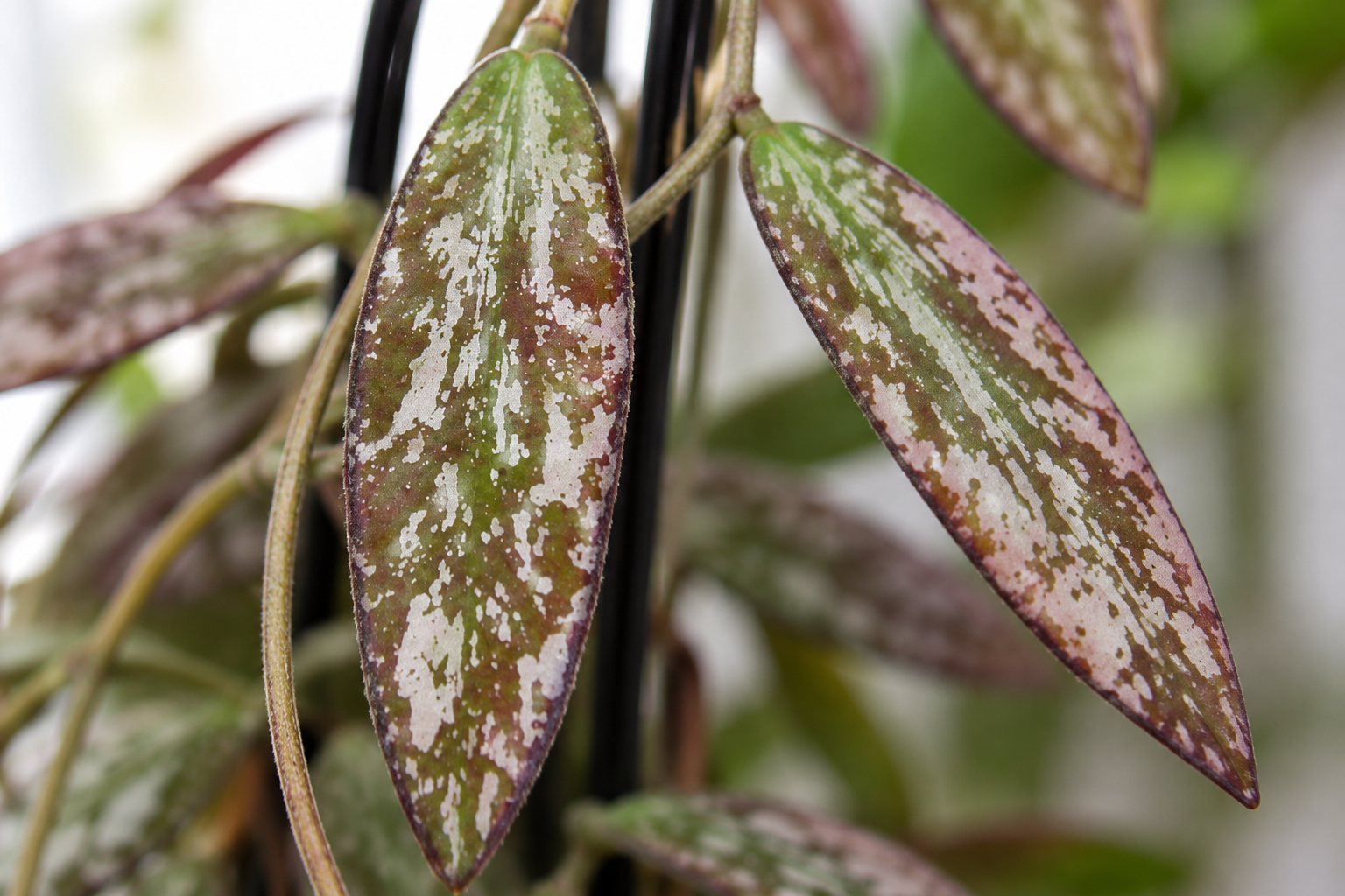 KI-gestaltetes vergrößertes Detail schmaler zugespitzter silberfleckiger Hoya-Blätter