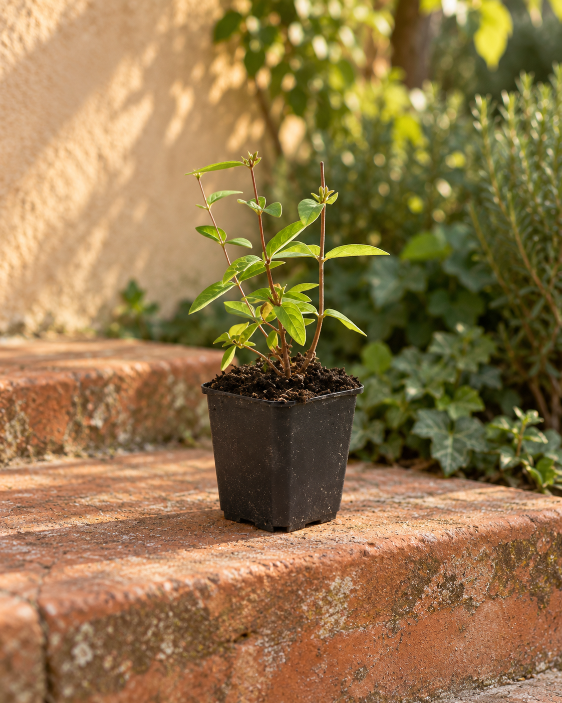 Johanniskraut Annebel als kleine Jungpflanze im 9-cm-Topf an einem Gartenplatz