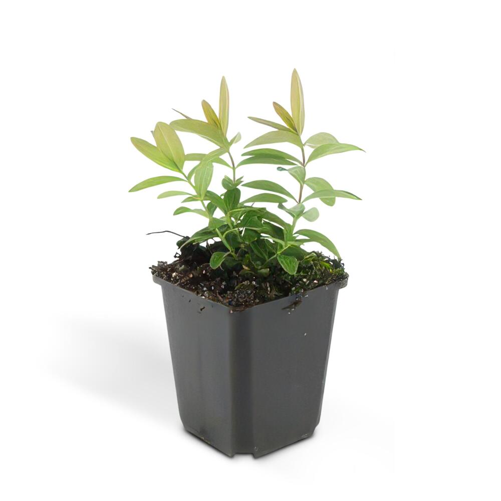 Unveränderte Original-Shopaufnahme: Bodendecker - Kelchiges Johanniskraut - Hypericum calycinum - 9cm Topf