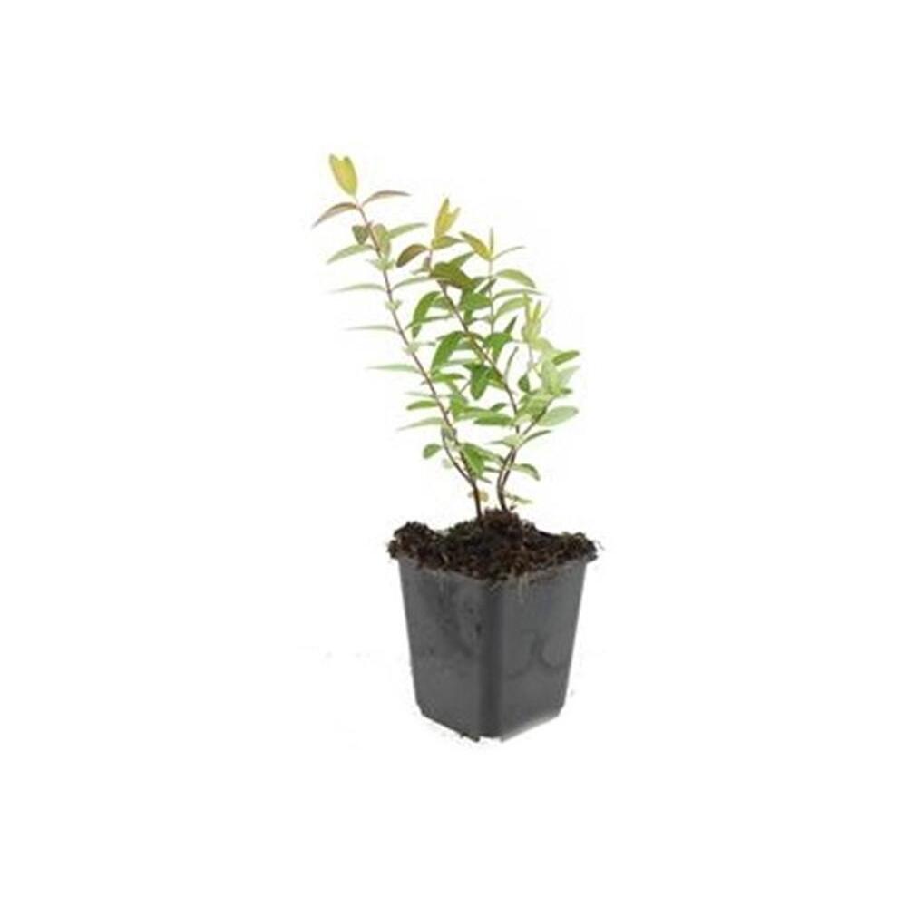 Unveränderte Original-Shopaufnahme: Hypericum 'Hidcote'