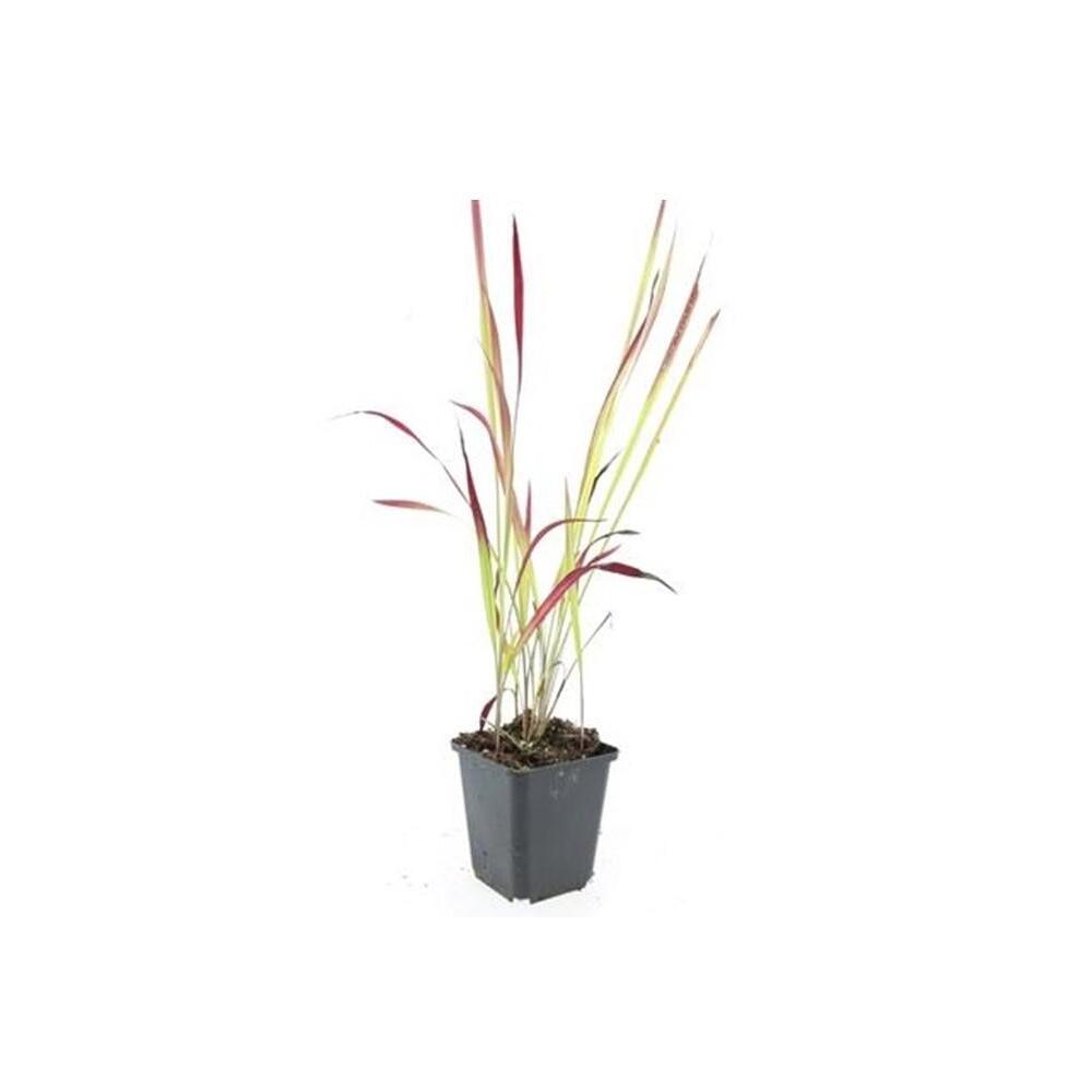 Japanisches Blutgras Red Baron als junge, blütenlose Pflanze im schwarzen 9-cm-Kulturtopf auf sauberem Original-Shopfoto