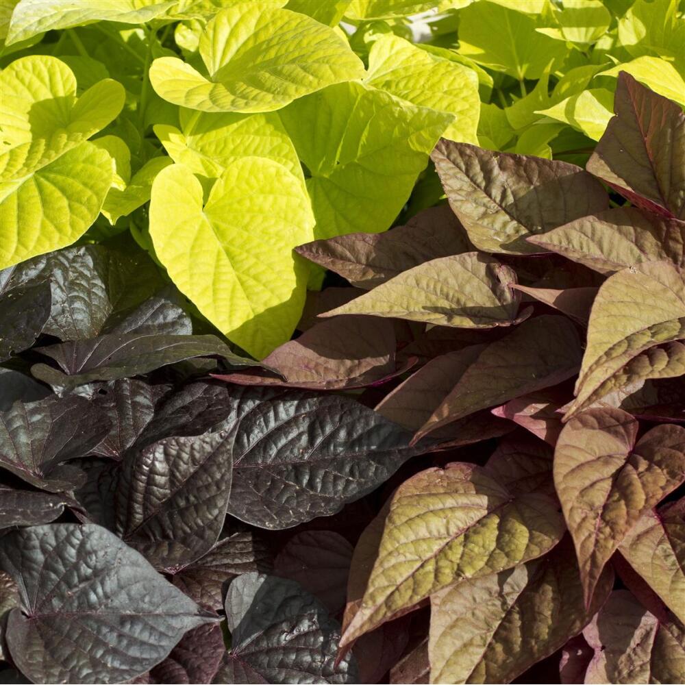 Original-Shopaufnahme: Süßkartoffel Beet- und Balkonpflanze Ipomoea batatas 12cm verschiedene Blattfarben Set mit 3 Pflanzen