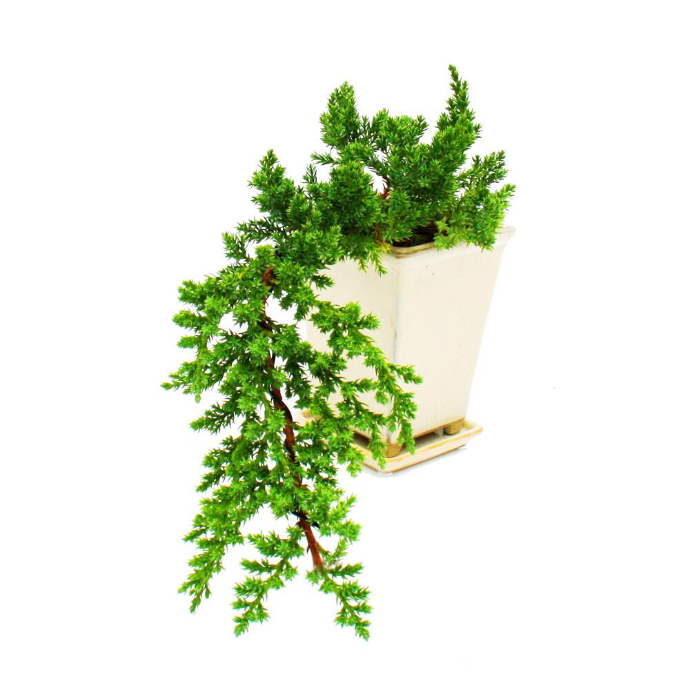 Wacholder als Bonsai – Original-Shopansicht 1