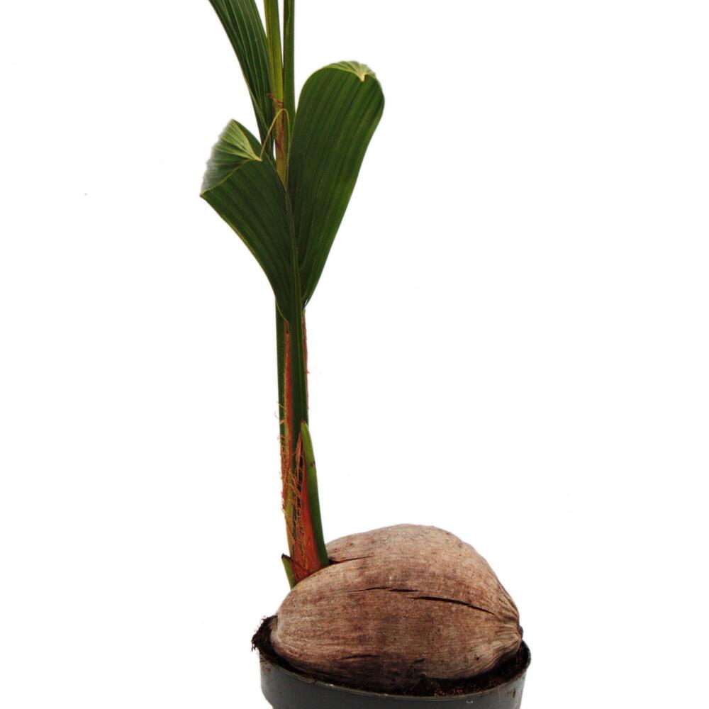 Detailaufnahme des schlanken Triebs und der Kokosnuss am Fuß einer jungen Cocos nucifera