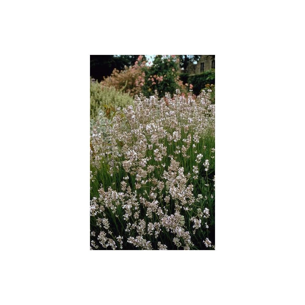 Unveränderte Original-Shopansicht: Weißer Lavendel Edelweiss
