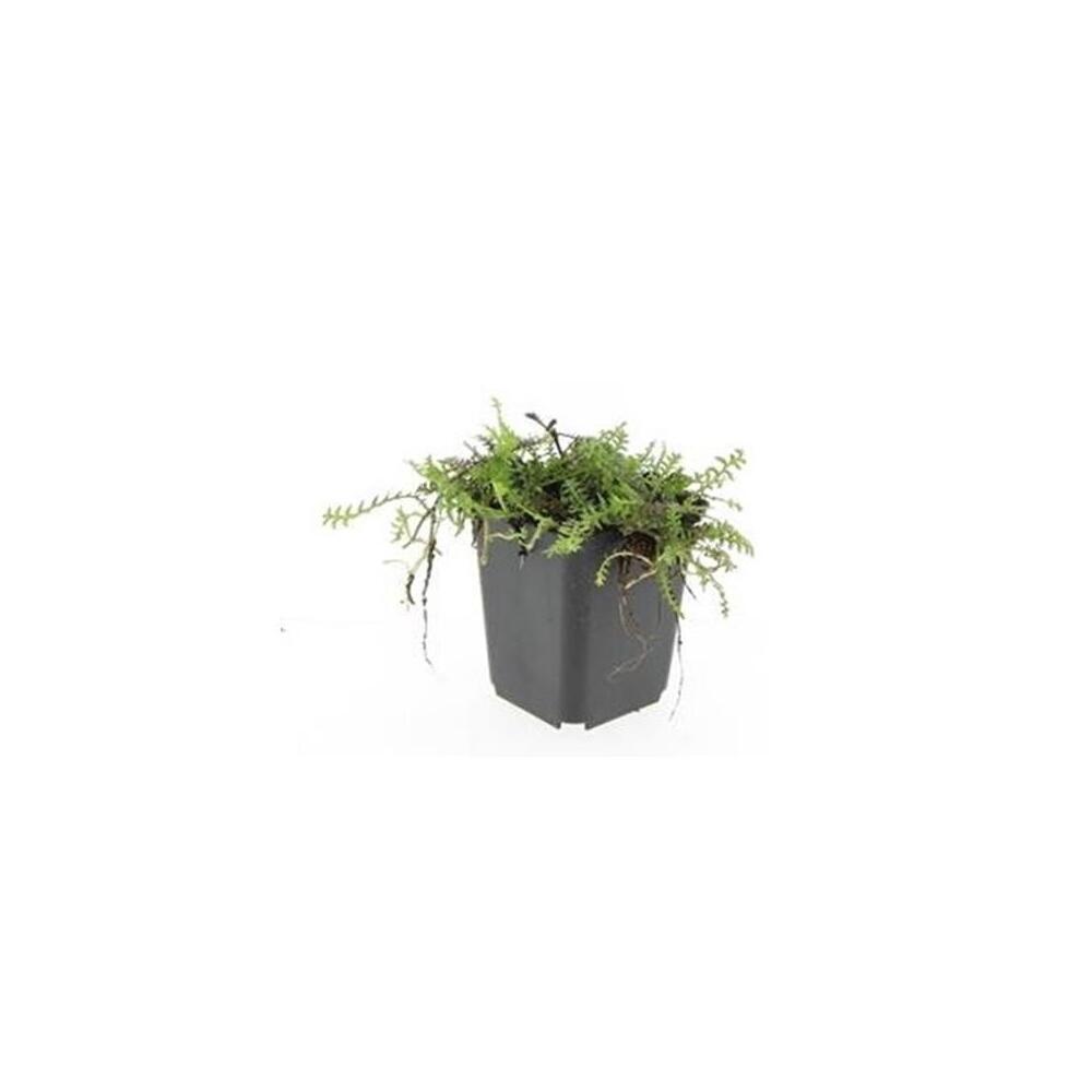 Unveränderte Original-Shopaufnahme: Bodendecker - Moos - Braunes Fiederpolster - Leptinella squalida - Cotula - 9cm Topf