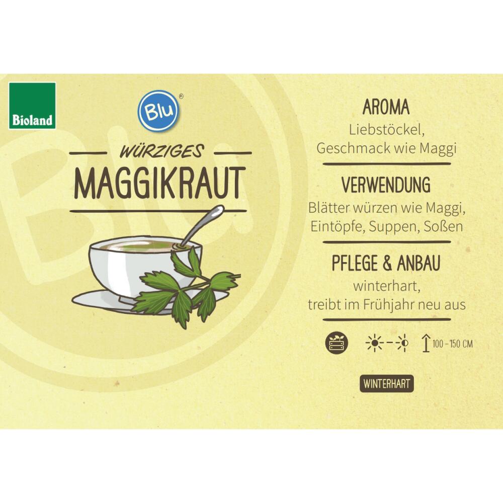 Original-Shopaufnahme: Maggikraut - Liebstöckel in BIO-Qualität - Levisticum officinale - Kräuterpflanze im 12cm Topf
