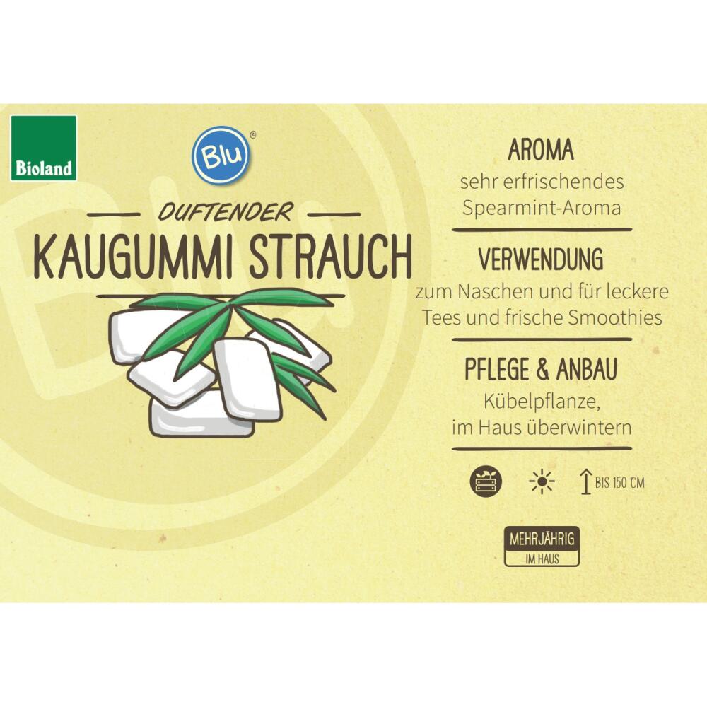 Kaugummistrauch – Original-Shopansicht 2