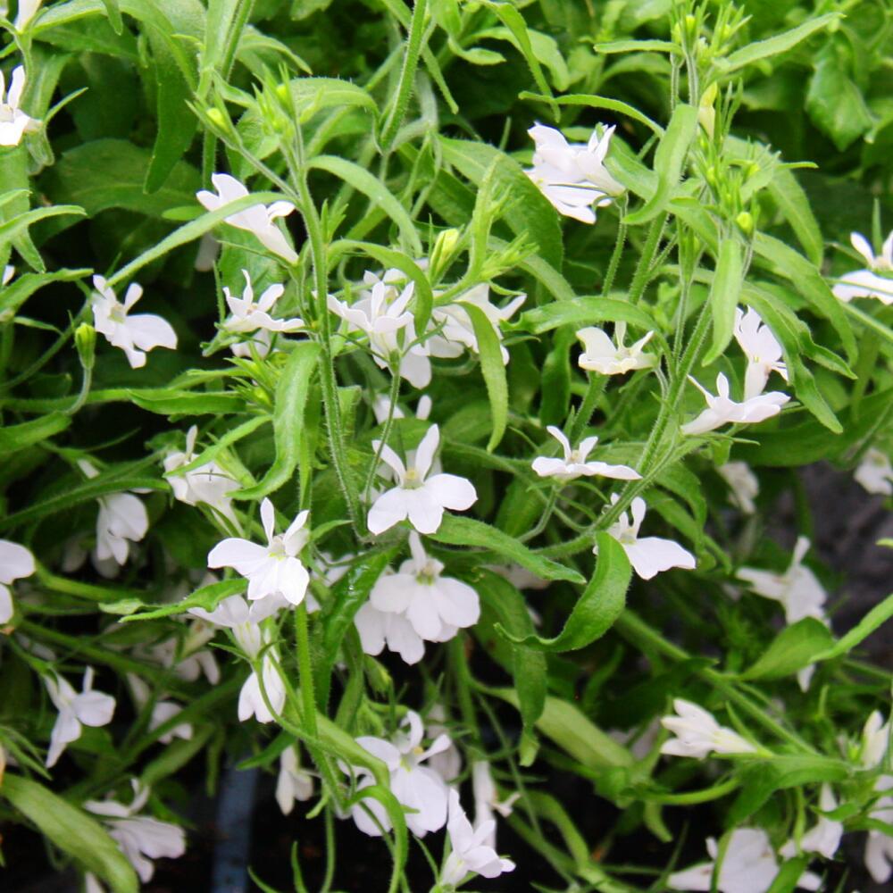 Unveränderte Shopnahaufnahme weißer Lobelienblüten an feinen grünen Zweigen