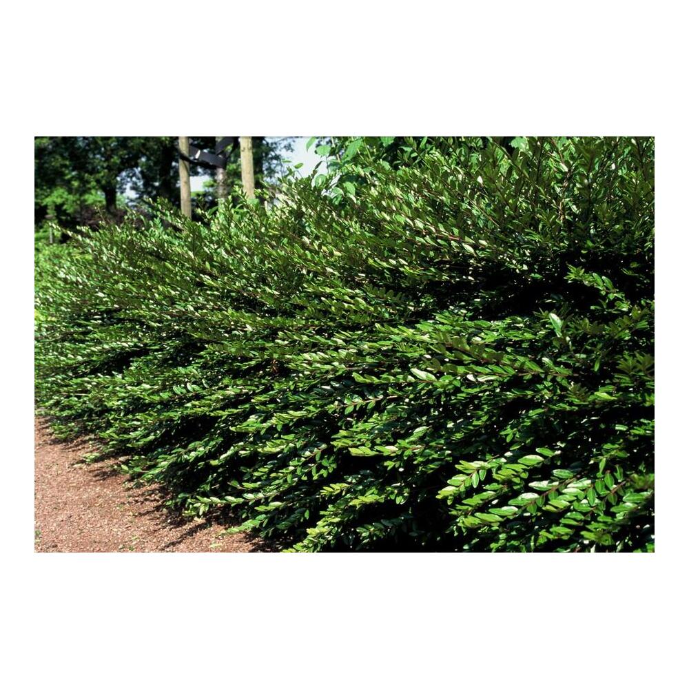 Dichter späterer Gartenbestand der Böschungsmyrte mit horizontal ausbreitenden grünen Zweigen