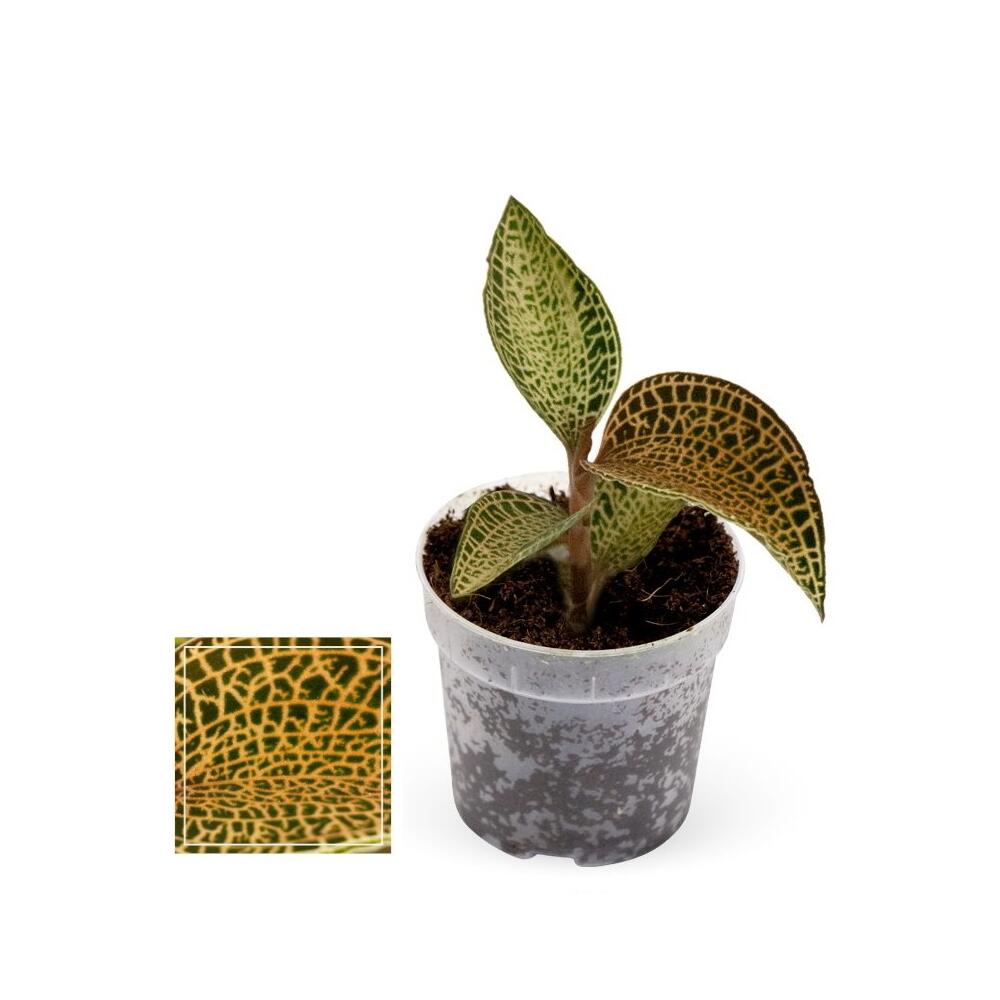 Original-Shopaufnahme: Juwelorchidee - Ludisia Topaz - Mini-Erdorchidee mit ausgefallenen Blättern - 6cm Topf