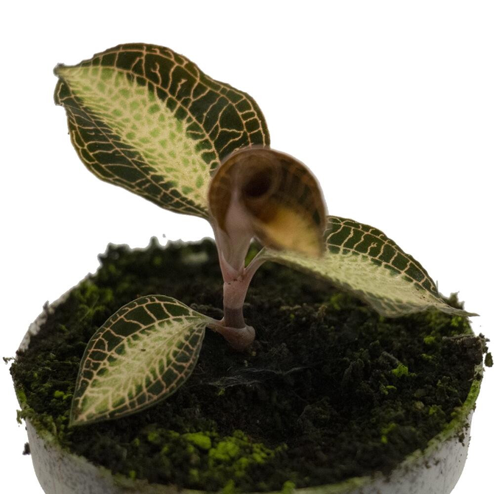 Original-Shopaufnahme: Juwelorchidee - Macodes petola Pearl - Mini-Erdorchidee mit ausgefallenen Blättern - 6cm Topf