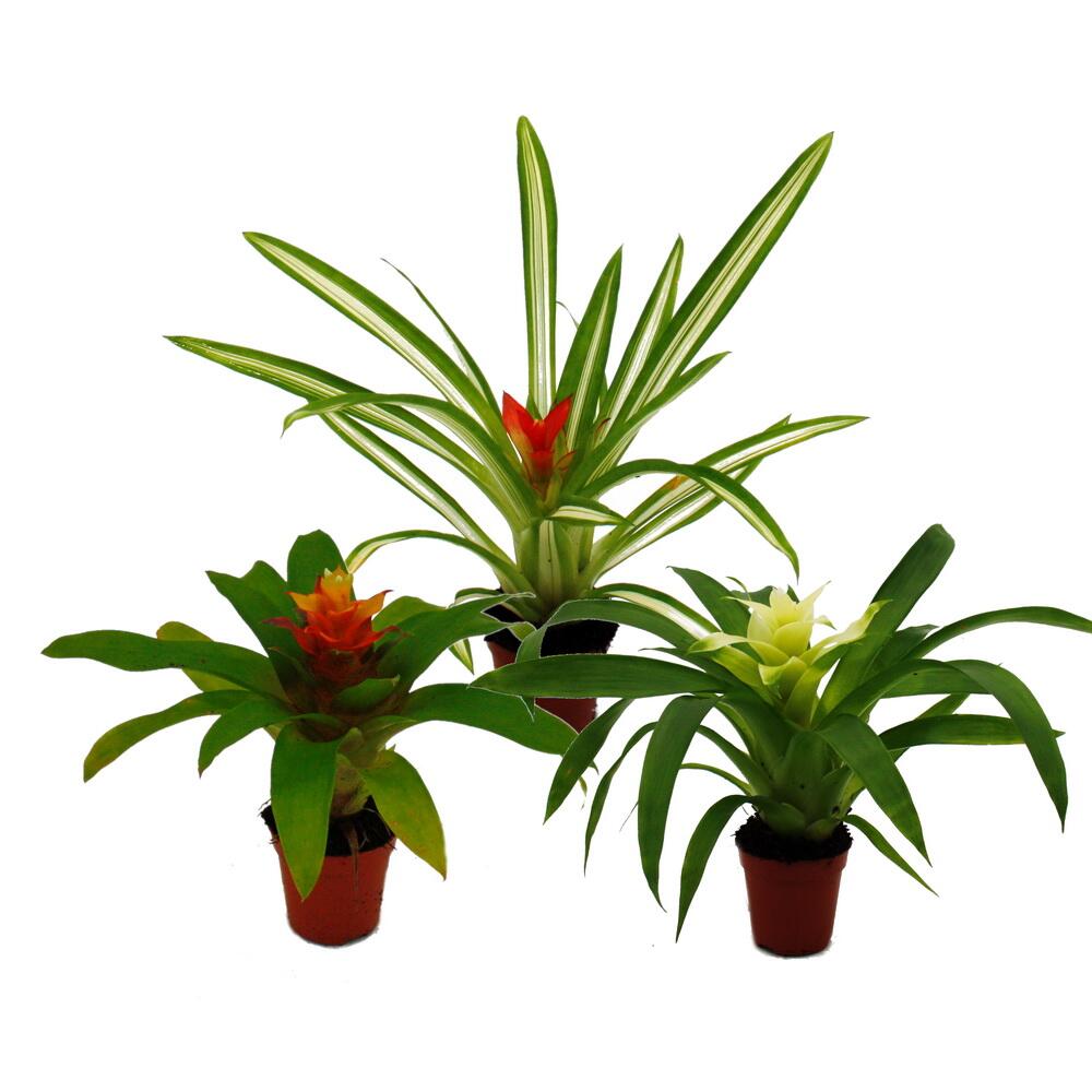 Original-Shopaufnahme: Mini-Guzmanien-Trio - Set mit 3 bunten Bromelien in 3 Farben - 5,5cm Topf