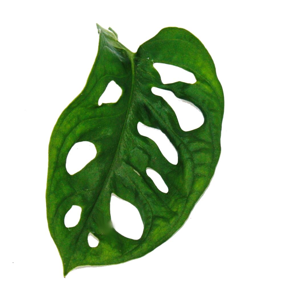 Monstera Monkey Mask – Original-Shopansicht 2