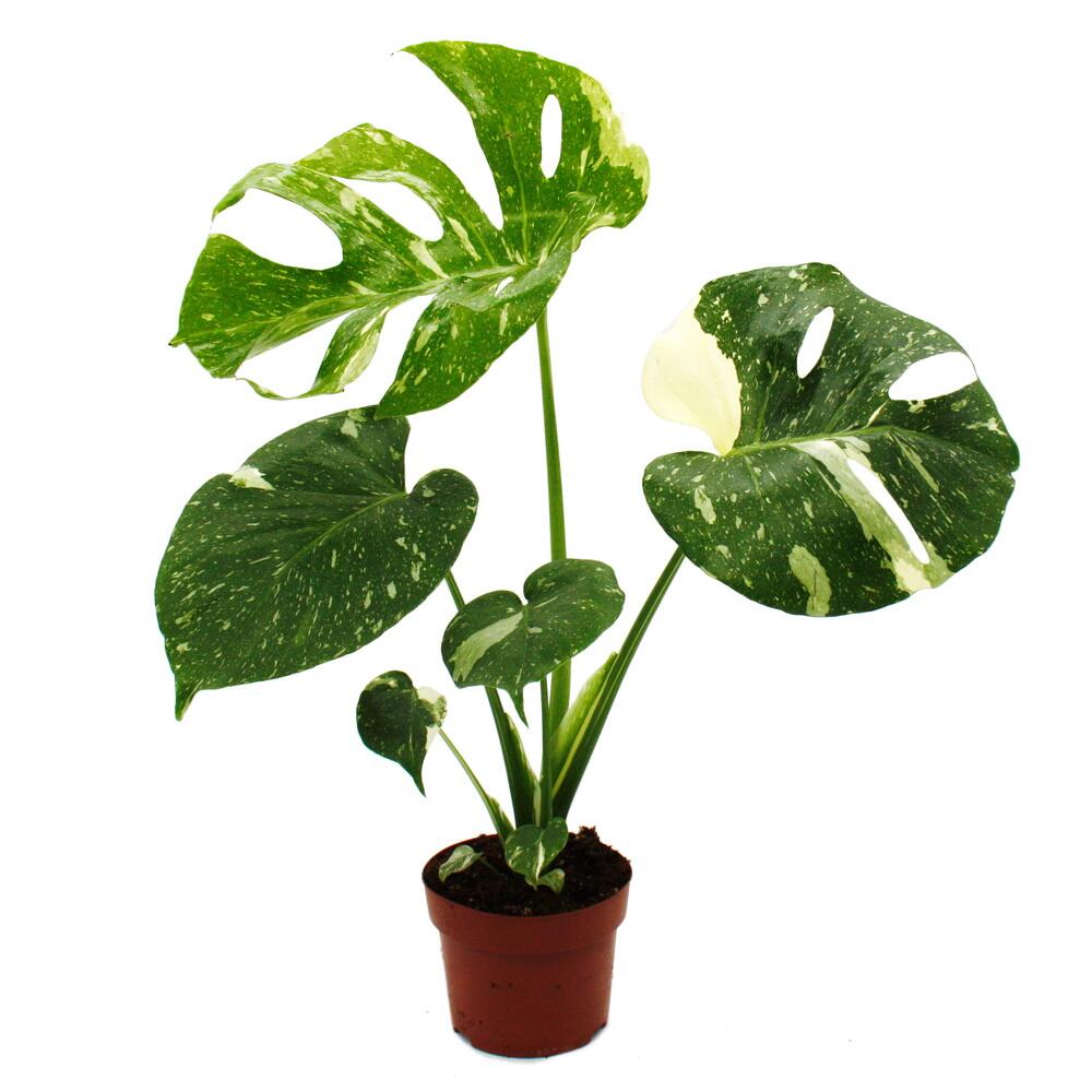 Monstera Thai Constellation – Original-Shopansicht 1