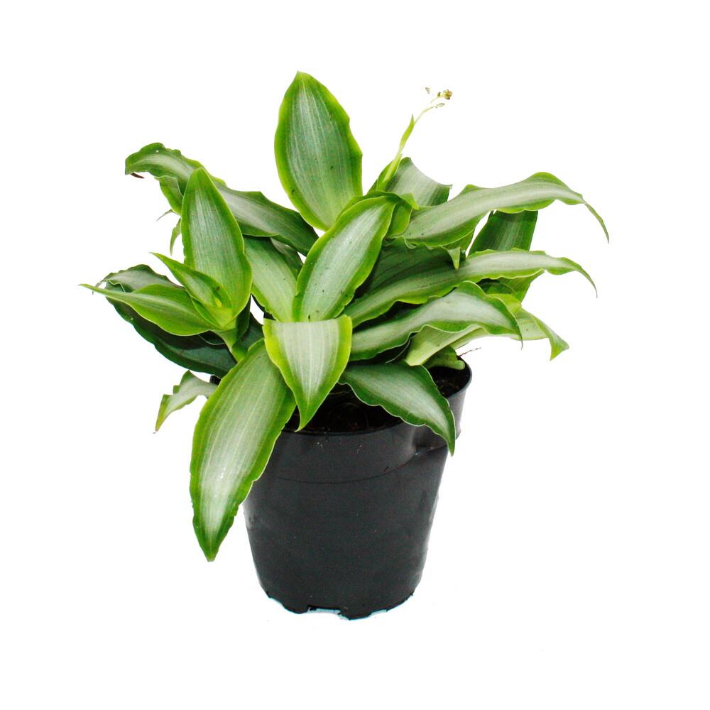 Murdannia Bright Star – Original-Shopansicht 2