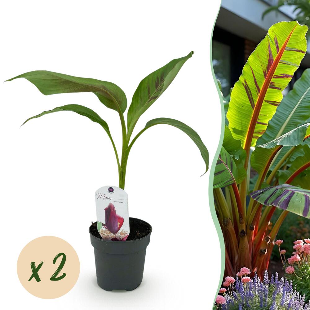 Darjeeling-Banane Red Tiger – Original-Shopansicht 1