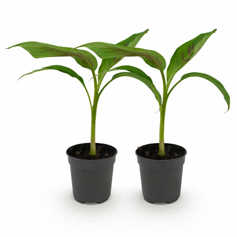 Darjeeling-Banane Red Tiger – Original-Shopansicht 2