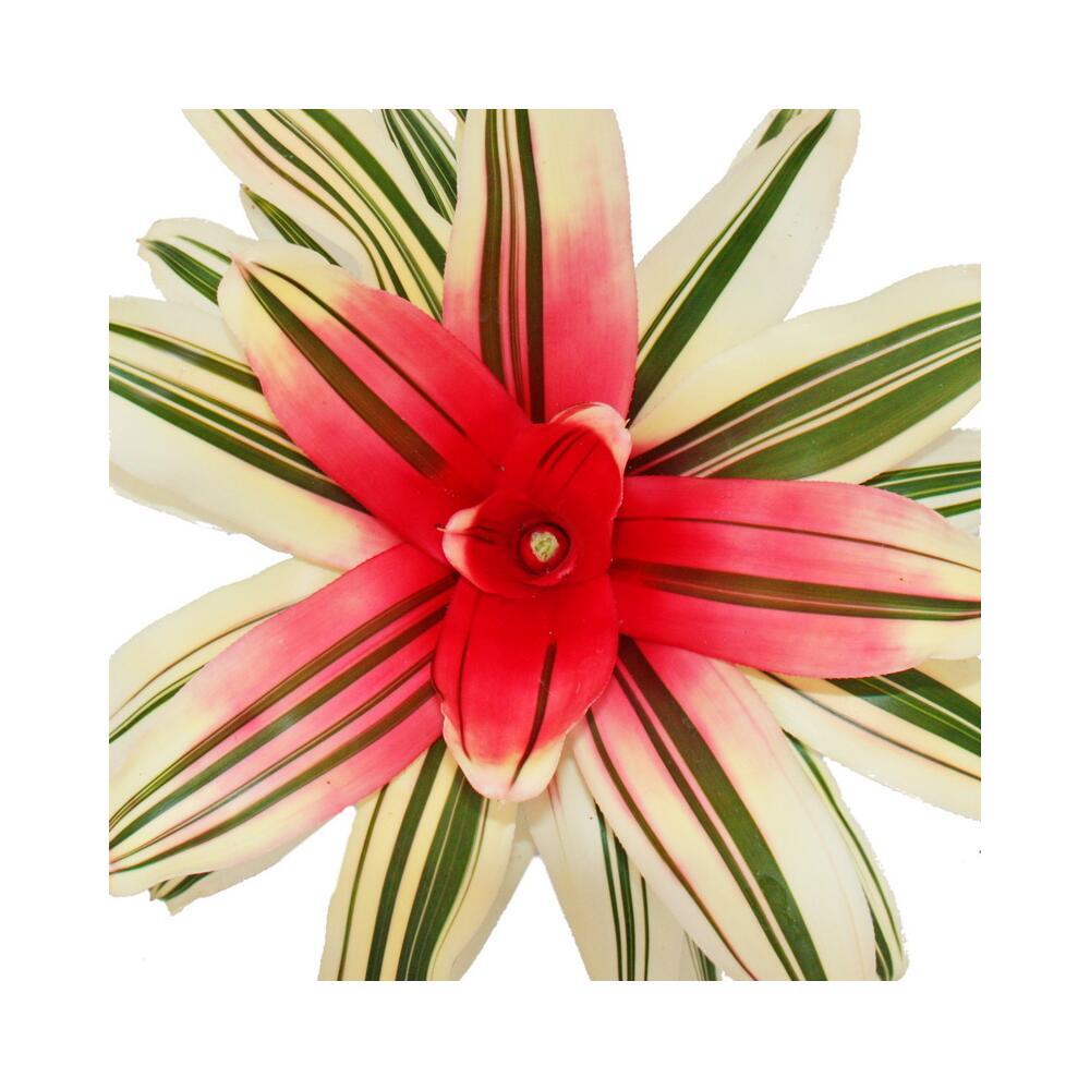 Original-Shopaufnahme: Nestananas - Neoregelia "Van Durme" - Bromelie in wunderbaren Farben - 12cm Topf - weiß-grün mit roter Mitte