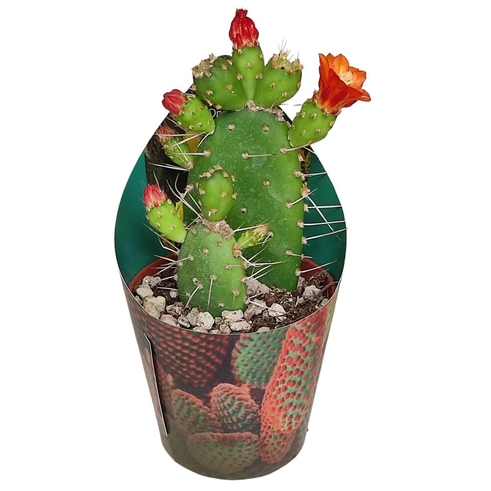 Opuntia quitensis mit gegliederten Trieben und Blüten auf dem Original-Shopbild