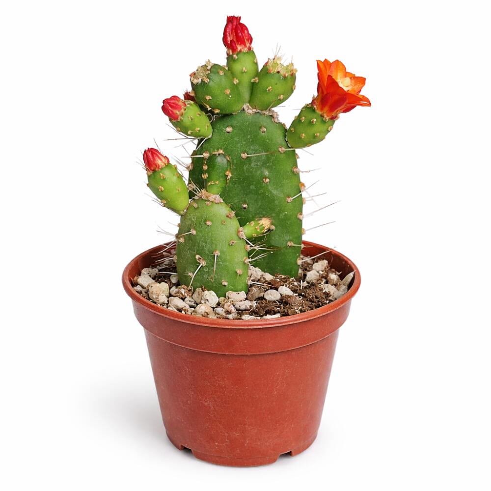 Weitere Original-Shopansicht von Opuntia quitensis